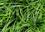 Ophiopogon Japonicus The Cover Crop Plant Stock Photo