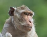 Monkey Stock Photo