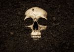 Human Skull In Soil,horror Background For Halloween Concept And Book Cover Ideas Stock Photo