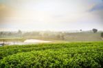 Tea Field At Chiangrai Thailand Stock Photo