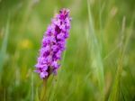 Southern Marsh Orchid (dactylorhiza Praetermissa) Stock Photo