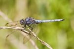 Epaulet Skimmer (orthetrum Chrysostigma) Stock Photo