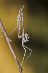 Mantis Palo (empusa Pennata) Stock Photo