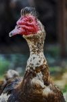 Portrait Of Musk Duck Stock Photo