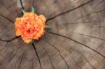 Closeup Common Purslane  Flower With Wood Background Stock Photo