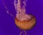 Photo Of A Beautiful Deadly Jellyfish Swimming Stock Photo