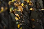 Yellow And Green Autumn Leaves On Dark Brown Branches Stock Photo