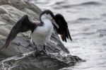 Pied Cormorant (phalacrocorax Varius) Stock Photo