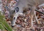 Cute Deer Is Eating The Leaves From The Ground Stock Photo