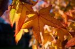 Acer Palmatum Leaves Stock Photo