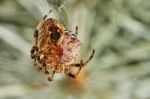 Spider With Prey Ladybug Stock Photo