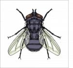 Illustration Of House Fly - Illustration Stock Photo