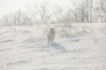 White Dog Samoyed Play On Snow Stock Photo