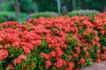 Ixora Detail Nature Stock Photo