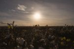 Cotton Field In Oakey, Queensland Stock Photo