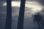 Palm Trees Silhouettes On The Beach On A Cloudy Day Stock Photo