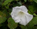 Bindweed, Convolvulus Stock Photo