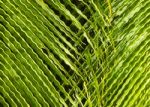 Green Background Made Of Pattern With Palm Tree Leaves Stock Photo