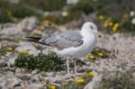 Young Seagulls Near The Cliffs Stock Photo