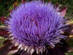 Globe Artichoke Flower (cynara Scolymus) Stock Photo