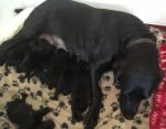 Labrador Dog Feeding Pups Stock Photo