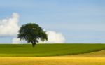 Isolated Tree Stock Photo