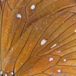 Butterfly Wing Stock Photo