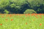 Poppies Stock Photo