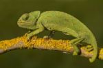 Cute Green Chameleon Stock Photo