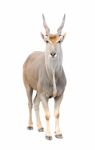 Eland Isolated Stock Photo