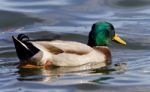 Isolated Photo Of A Mallard Swimming In Lake Stock Photo