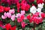 Colorful Cyclamen Flower Stock Photo