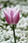 Lone Pink Tulip Stock Photo