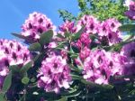 Rhododendron-flowers In The Park Stock Photo