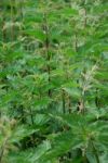 Nettles Stock Photo