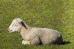 Young White Sheep Relaxing Stock Photo