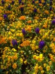 Colourful Bed Of Flowers In East Grinstead Stock Photo