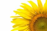 Closeup Yellow Sunflower Isolated On Write Background Stock Photo