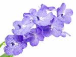 Blue Orchid Stock Photo