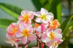 Bush Of Plumeria And Leaves Background Stock Photo