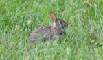 Image Of A Cute Rabbit Sitting In The Grass Stock Photo