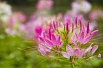 Prickly Spider-flower Stock Photo