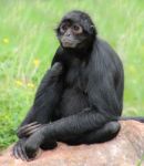 Monkey Sitting On Rock Stock Photo