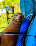 Sleeping Sea-lion On Santa Cruz (galapagos) Stock Photo