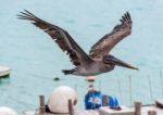 Pelican Flying Over The Bay Of Santa Cruz Island, Galapagos, Ecu Stock Photo