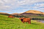 Highland Angus Cow Stock Photo