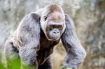 Silver Back Gorilla Looking Alert And Menacing Against A Natural Background Stock Photo