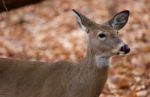 Beautiful Portrait Of The Cute Deer In The Forest Stock Photo