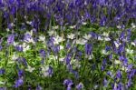 Sussex Bluebells Stock Photo