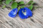 Fresh Butterfly Pea ( Clitoria Ternatea) Flower Stock Photo